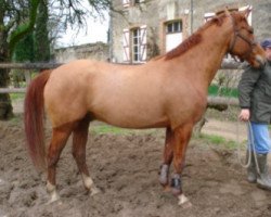 Pferd Onyx de Rouhet (Selle Français, 2002, von Royal Feu)