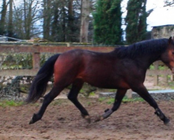 Springpferd Quick de Rouhet (Selle Français, 2004, von Litchi Hoy)