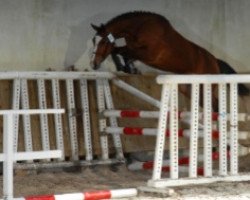 broodmare Queen de Rouhet AA (Anglo-Arabs, 2004, from Fusain du Defey AA)