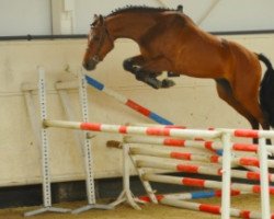 Springpferd Rubis de Rouhet (Selle Français, 2005, von Quite Easy I)