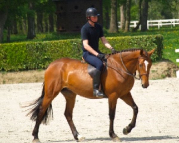 Zuchtstute Star de Rouhet (Selle Français, 2006, von Lux Z)