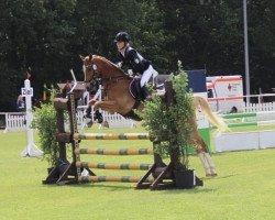 jumper Prinz Charming F (German Riding Pony, 2009, from Pilatus)