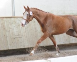 horse Tornado de Rouhet (Selle Français, 2007, from Jumpy des Fontaines)