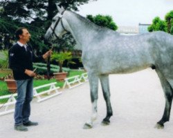 horse Uranium de Somoza (Selle Français, 2008, from Opium de Talma)