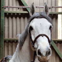 jumper Cedric Diggory 4 (Holsteiner, 2014, from Clarimo Ask)