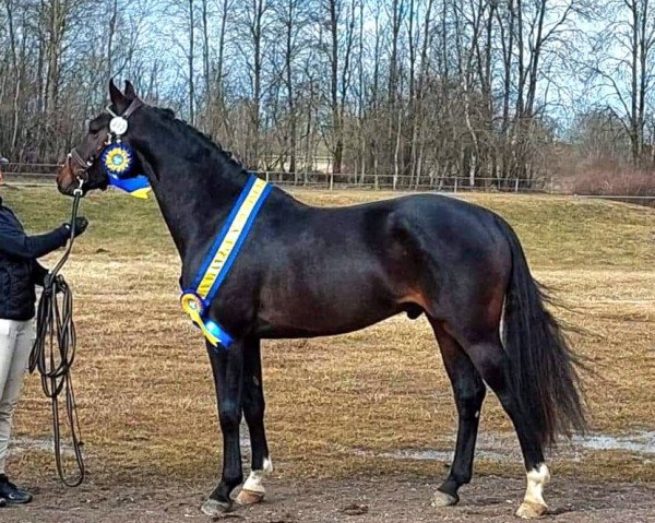 Deckhengst Calidon L (Schwedisches Warmblut, 2019, von C-Future)