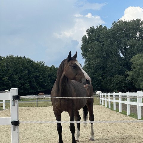 broodmare Emilia (Westphalian, 1997, from Dinard L)