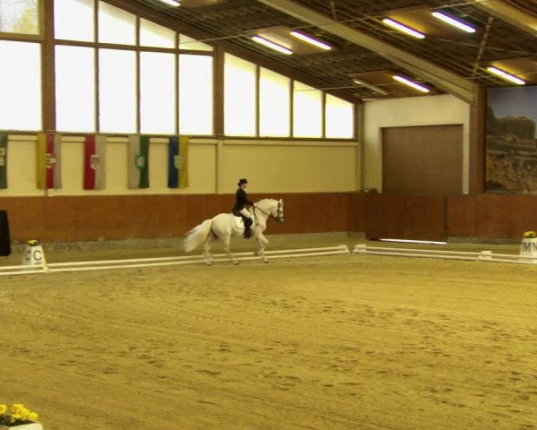 Reitturnier Weikersdorf am Steinfelde 2022