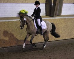 dressage horse Desperado (German Riding Pony, 2004, from Dornik B)