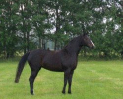 broodmare Freeholders Filou (Brandenburg, 1997, from Freeholder)