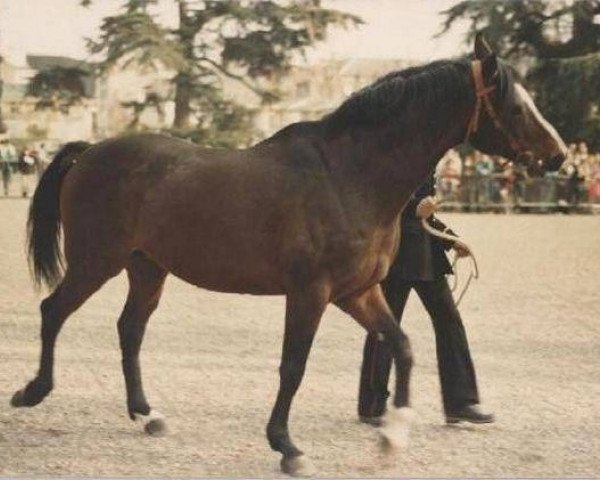 stallion Le Baroudeur AA (Anglo-Arabs,  , from Abidjan AA)