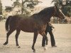 stallion Le Baroudeur AA (Anglo-Arabs,  , from Abidjan AA)