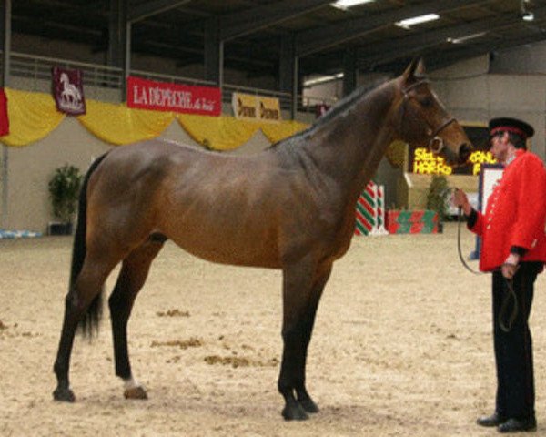 stallion Dandy du Plape (Selle Français, 1991, from Galoubet A)