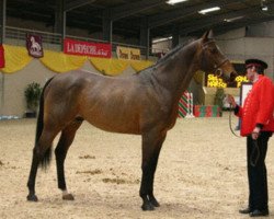 stallion Dandy du Plape (Selle Français, 1991, from Galoubet A)