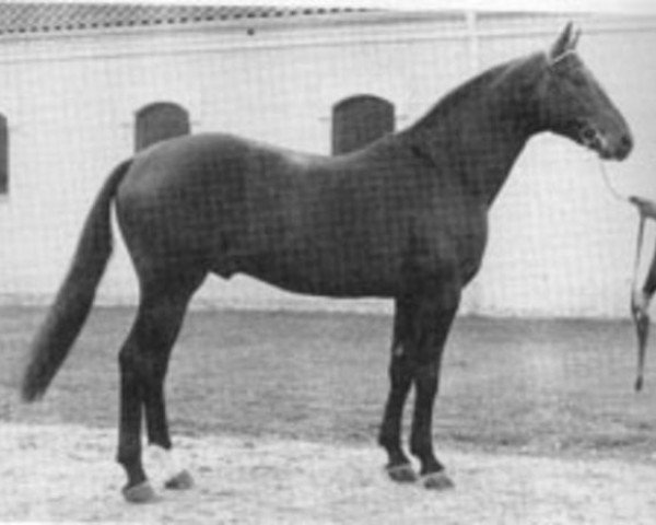stallion Windwurf (Hanoverian, 1979, from Wendekreis)