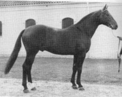 stallion Windwurf (Hanoverian, 1979, from Wendekreis)