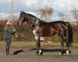 Deckhengst Czuwaj (Polnisches Warmblut, 1992, von Windwurf)