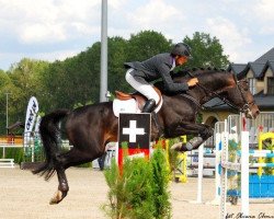 stallion Efez (polish noble half-breed, 1997, from Czuwaj)