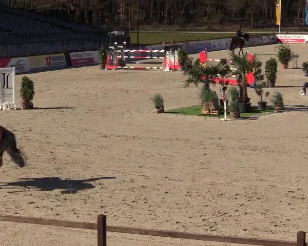 FEI Reitturnier Westergellersen (GER) 2022