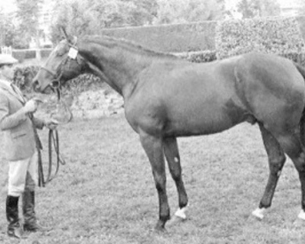 stallion Prince du Logis AA (Anglo-Arabs, 1981, from Arlequin AA)