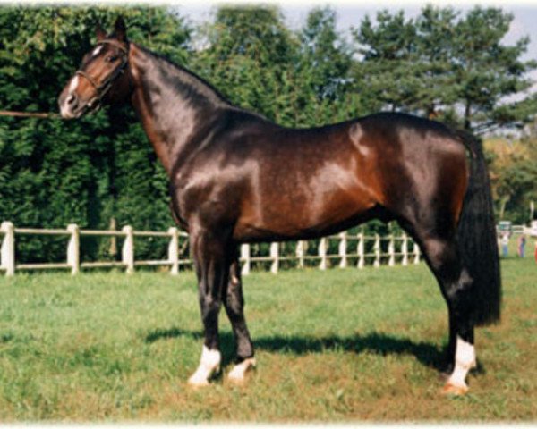 stallion Bonheur (KWPN (Royal Dutch Sporthorse), 1983, from Lucky Boy xx)