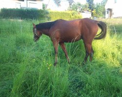 horse Maiypoul Ibn Al Adiyat ox (Arabian thoroughbred, 2008, from El Chazar ox)