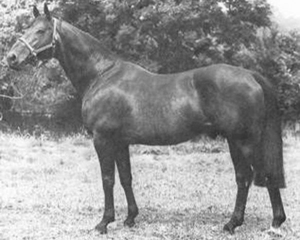 horse Nykio (Selle Français, 1957, from Fra Diavolo xx)