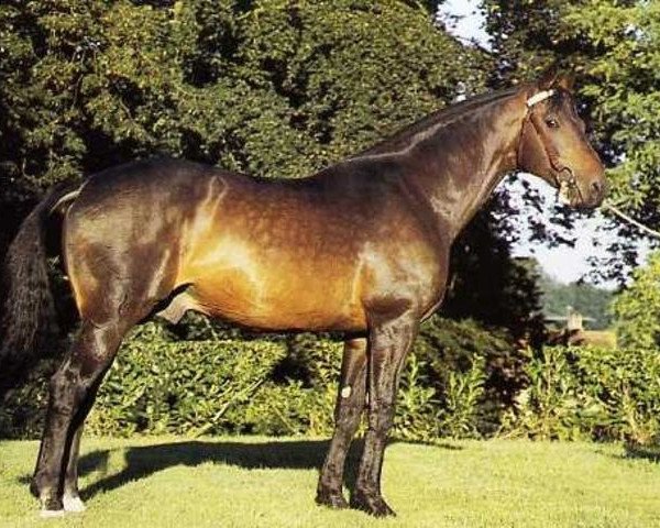 stallion Hospodar (Selle Français, 1973, from Nykio)