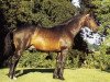 stallion Hospodar (Selle Français, 1973, from Nykio)