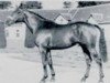 stallion Jasmin (Selle Français, 1975, from Pot d'Or xx)