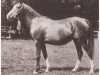 broodmare Rhytma ox (Arabian thoroughbred, 1917, from Berk 1903 ox)