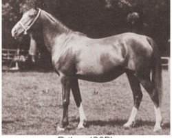 broodmare Rhytma ox (Arabian thoroughbred, 1917, from Berk 1903 ox)