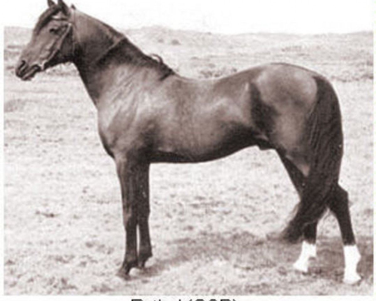 stallion Rythal ox (Arabian purebred, 1933, from Shareer 1923 ox)