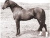 stallion Rythal ox (Arabian thoroughbred, 1933, from Shareer 1923 ox)