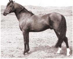 stallion Rythal ox (Arabian thoroughbred, 1933, from Shareer 1923 ox)