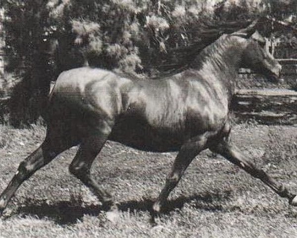 Deckhengst Abiram ox (Vollblutaraber, 1961, von Noran 1956 ox)