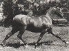stallion Abiram ox (Arabian thoroughbred, 1961, from Noran 1956 ox)