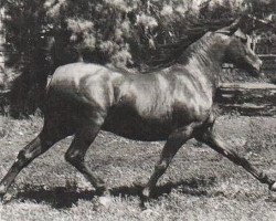 stallion Abiram ox (Arabian thoroughbred, 1961, from Noran 1956 ox)