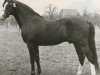 stallion Ismaël ox (Arabian thoroughbred, 1965, from Abiram ox)