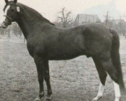 stallion Ismaël ox (Arabian thoroughbred, 1965, from Abiram ox)