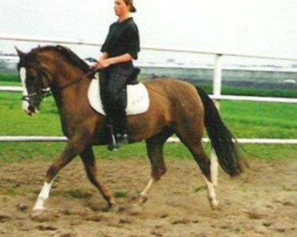 broodmare Imdira El Haddi (Nederlands Rijpaarden en Pony, 1990, from Ismaël ox)