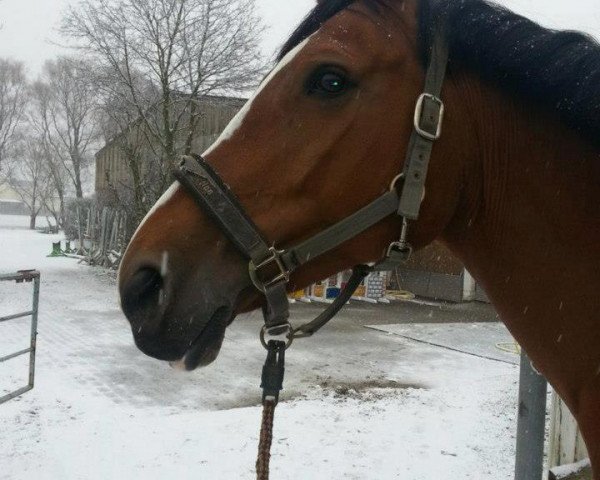 jumper Luzzy 8 (Oldenburg show jumper, 2004, from Lordanos)