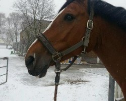 jumper Luzzy 8 (Oldenburg show jumper, 2004, from Lordanos)