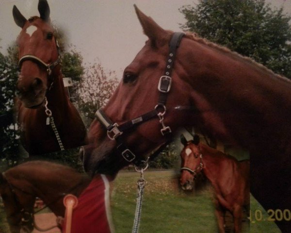 Springpferd Ballito (Belgisches Warmblut, 1994, von Burggraaf)