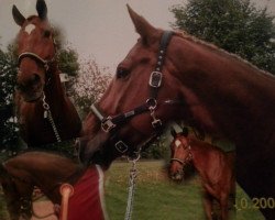 jumper Ballito (Belgian Warmblood, 1994, from Burggraaf)