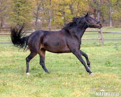 dressage horse Le petit Champion (Württemberger, 1998, from Le Champion)