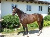 dressage horse Wallerie H (Bavarian, 2009, from Diamond Hit)