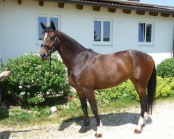 dressage horse Wallerie H (Bavarian, 2009, from Diamond Hit)