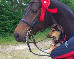 dressage horse Little Genius (Württemberger, 1999, from Lanciano)