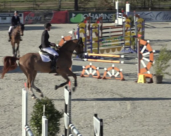 FEI Reitturnier Westergellersen (GER) 2022